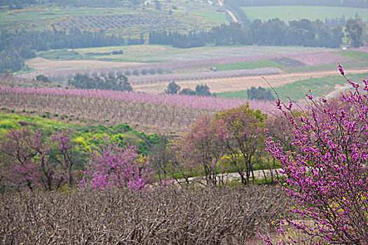 以色列,加利利地区,果树,边远地区,黎巴嫩,早春