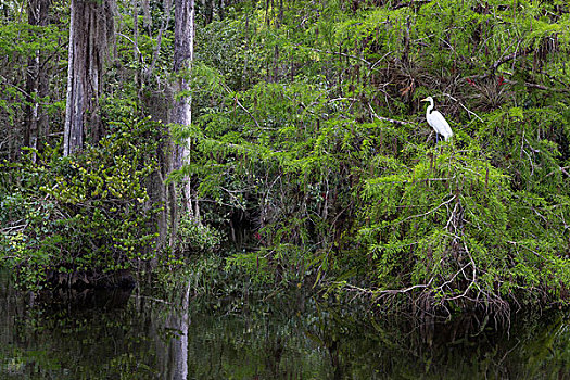 大白鹭,大沼泽地国家公园,佛罗里达,美国