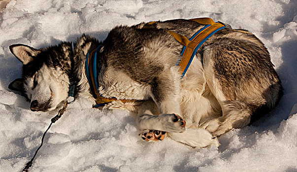 雪橇狗,马具,休息,睡觉,雪,太阳,室外,线缆,阿拉斯加,哈士奇犬,育空地区,加拿大