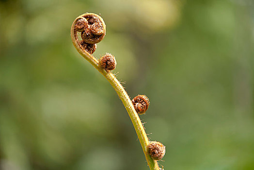 年轻,生长,卷,叶子,桫椤,泰国,亚洲