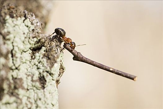 蚂蚁,棍