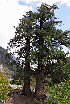 喜马拉雅山南麓