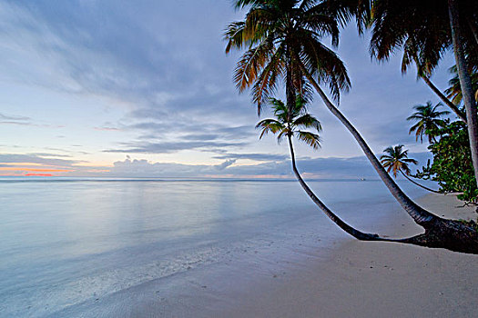 海滩,晚间,时间,多巴哥岛