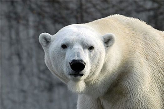 北极熊,动物园,德国,欧洲