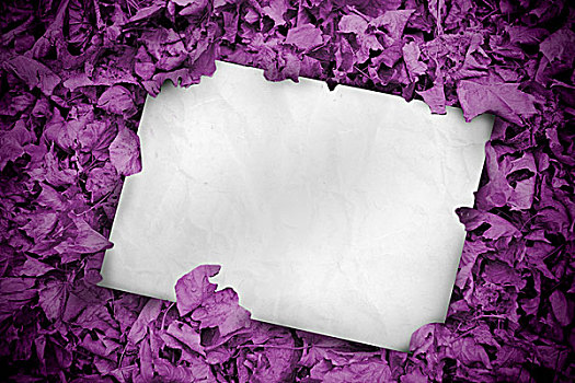 白色,海报,掩埋,紫色,枯叶