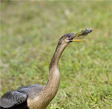 美洲蛇鸟,进食