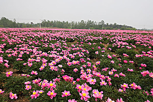 芍药花开