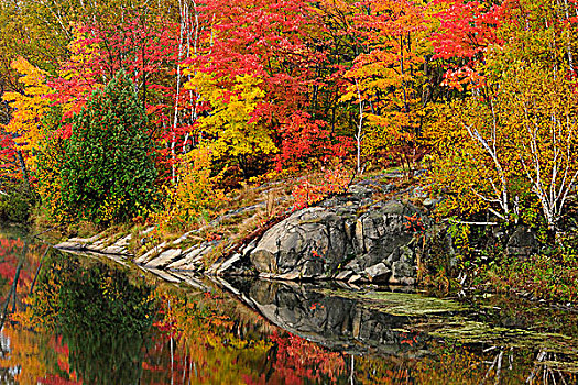 秋天,树,石头,地层出露,岸边,湖,萨德伯里,安大略省,加拿大