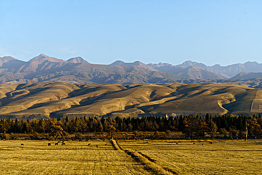 新疆那拉提牧场