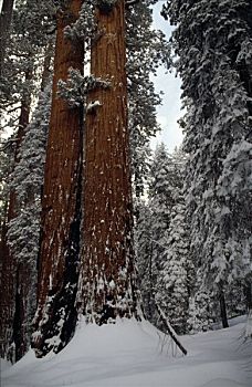巨杉,树,树林,加利福尼亚,美国