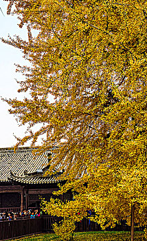 古观音禅寺