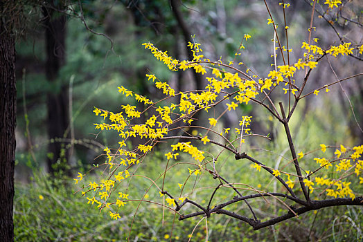 济南百花公园的各种花儿