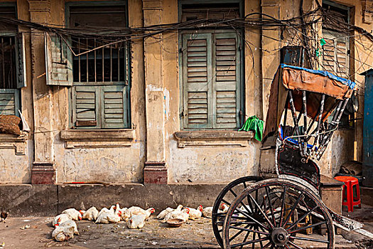 鸡肉,人力车,街上,中心,加尔各答,西孟加拉,印度