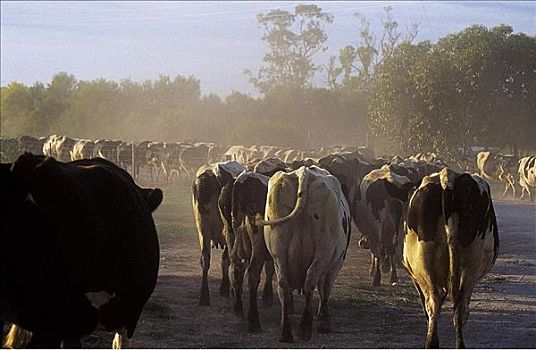 母牛,途中,家,灰尘,干燥,牛,畜群,哺乳动物,宠物,乳业,农牧,农场,澳大利亚,动物