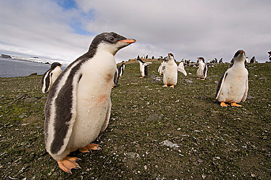 南极,南,设得兰群岛,岛屿,巴布亚企鹅