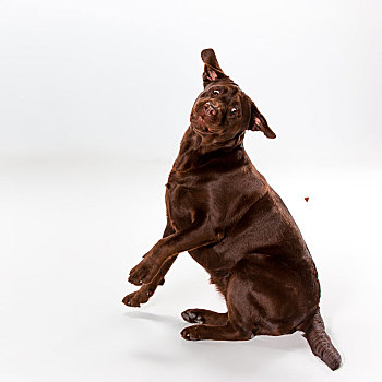 褐色,拉布拉多,狗,猎犬,白色背景