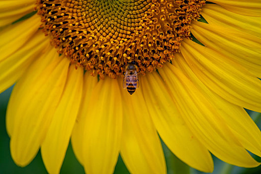 一只蜜蜂在向日葵采蜜的特写