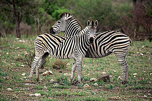 平原斑马,女性,成年,年轻,克鲁格国家公园,南非,非洲
