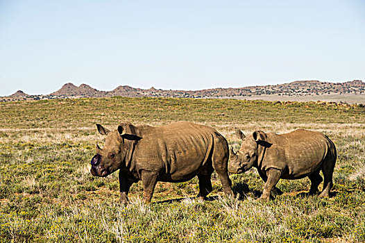 白犀牛,克鲁格国家公园,自然保护区,南非