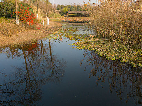 深秋的长广溪湿地