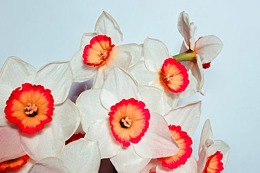白色,水仙,春花,花束,花瓶