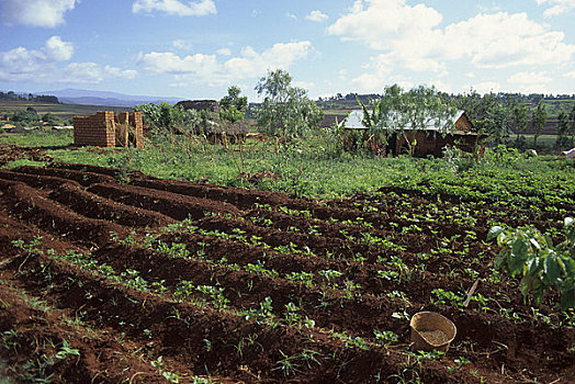 坦桑尼亚,靠近,阿鲁沙,农业,地点