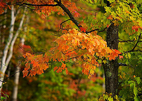 密歇根,半岛,州立公园,枫树,转,彩色,绿色,红色