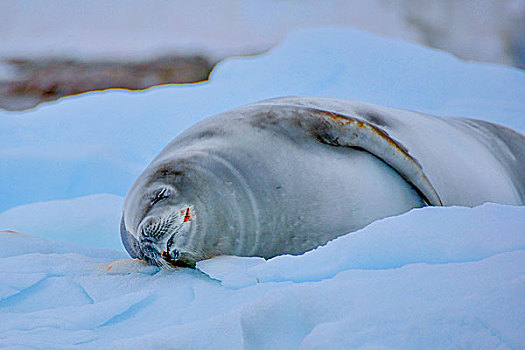 南极冰川威德尔海豹在冰上