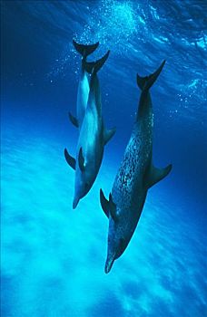 加勒比海,巴哈马,斑海豚,三个,笔直,深海,沙,仰视