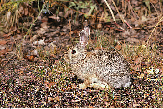 棉尾兔,兔子