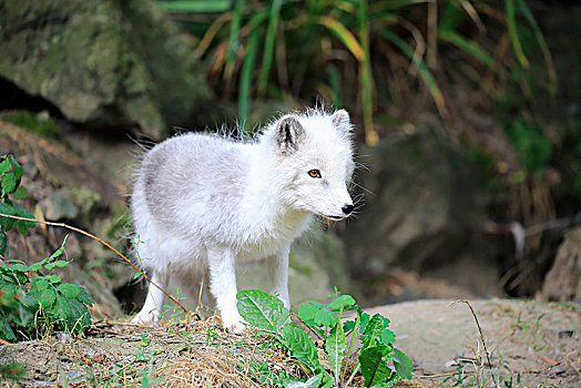 北极狐,幼兽,警惕,俘获