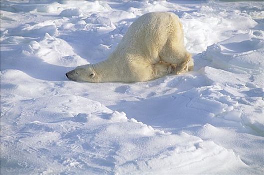 北极熊,成年,雪,丘吉尔市,曼尼托巴,加拿大