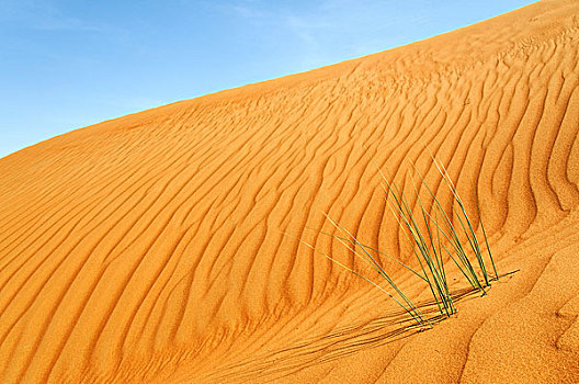 沙丘,风,波纹,草,瓦希伯沙漠,阿曼,中东
