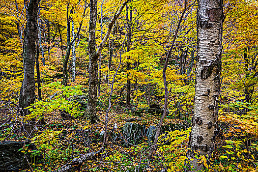 树干,林中地面,佛蒙特州,美国