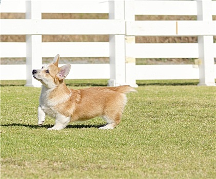 柯基犬