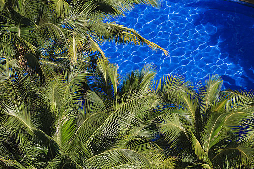 绿色的热带植物和蓝色的户外游泳池,度假旅游