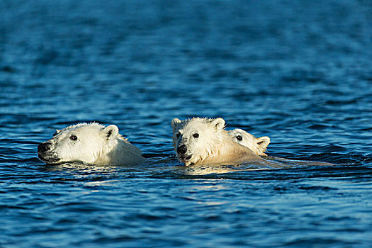 加拿大,努纳武特,领土,浅水湾,两个,北极熊,幼兽,游泳,靠近,港口,岛屿,哈得逊湾