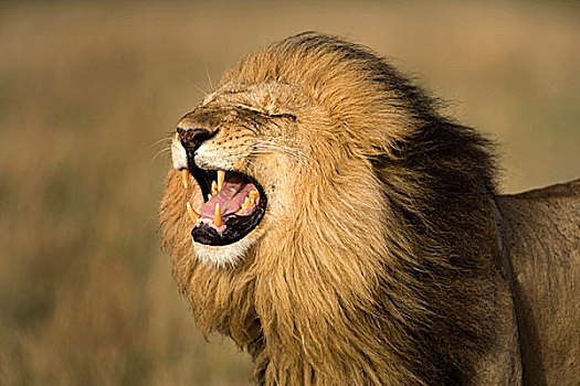 非洲,肯尼亚,马塞马拉野生动物保护区,雄性,狮子,叫,画廊