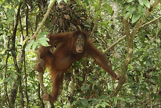猩猩,黑猩猩,攀登,檀中埠廷国立公园,印度尼西亚
