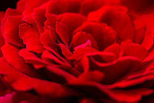 漂亮,红玫瑰,背景