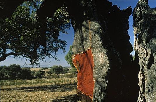 栓皮栎,西班牙栓皮栎,证据,收获,树皮,粗厚,产生,葡萄酒,埃斯特雷马杜拉,西班牙