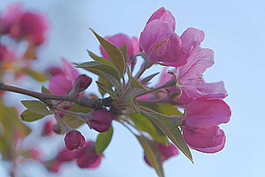 西府海棠花19