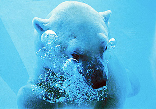 北极熊,成年,水下