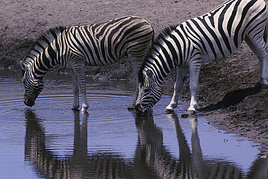 纳米比亚,埃托沙国家公园,斑马,水潭,喝