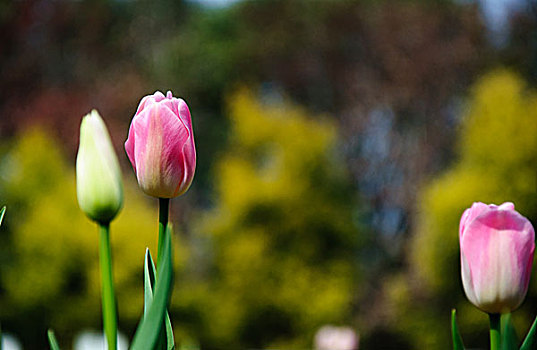 美丽的郁金香花