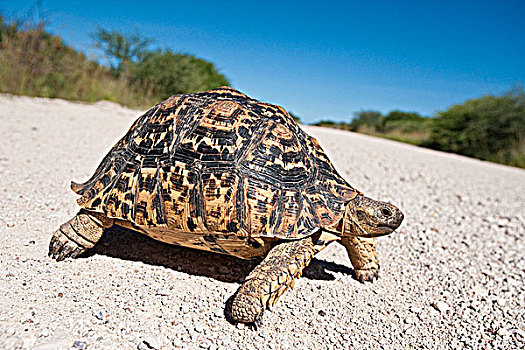 豹纹龟,穿过,道路,国家公园,纳米比亚