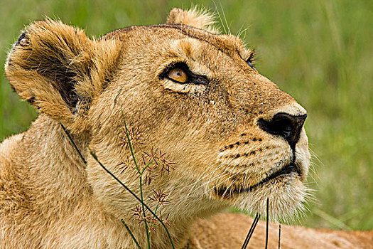 非洲狮,狮子,女性,莫雷米禁猎区,奥卡万戈三角洲,博茨瓦纳