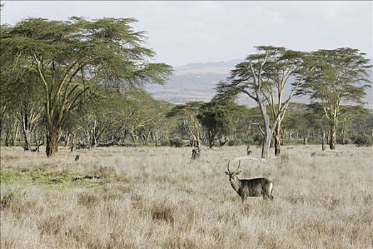 水羚,热带草原,风景,肯尼亚