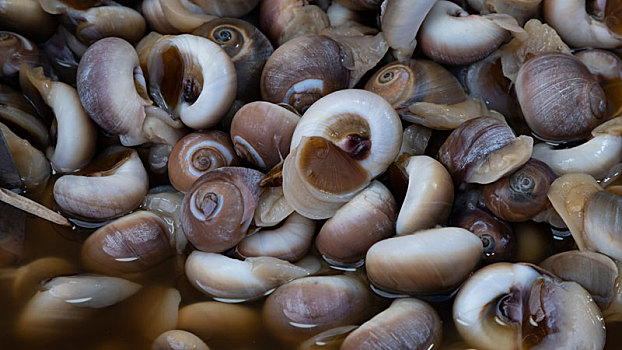 海鲜腌小海螺
