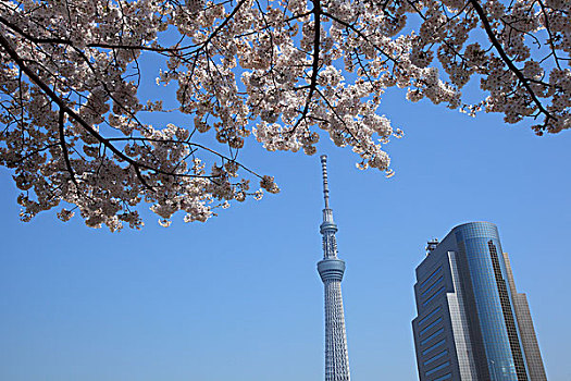 东京,天空,树,樱花